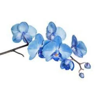 Organic Orchids Flowers