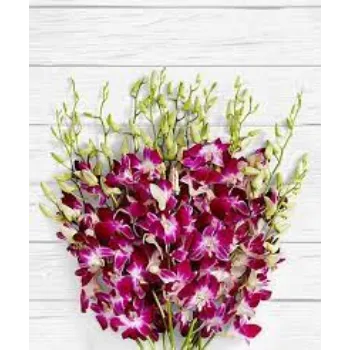 Common  Orchid Flowers