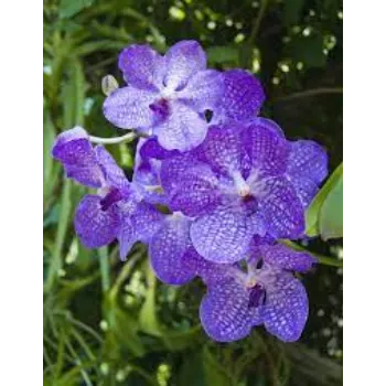 Organic Orchid Flowers