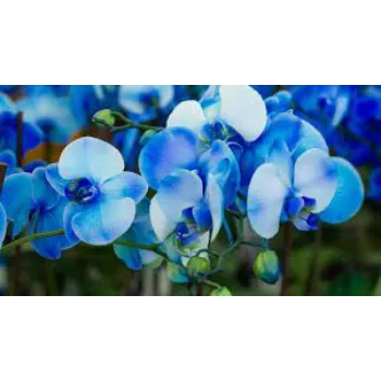 Fresh Orchid Flowers