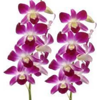 Organic Orchid Flowers