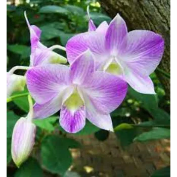 Natural Orchid Flowers