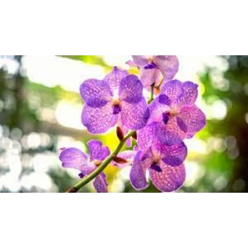 Fresh Orchid Flowers