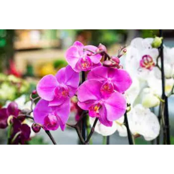 Organic Orchid Flowers