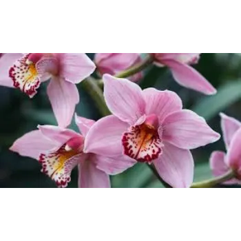 Fresh Orchids Flowers