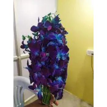 Fresh Orchid Flowers