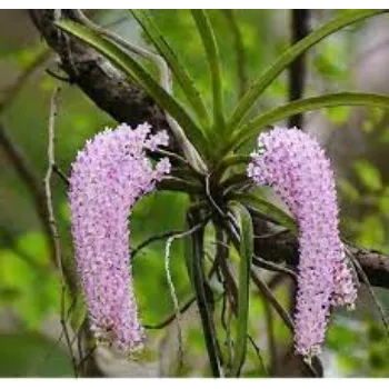 Organic Orchid Flowers