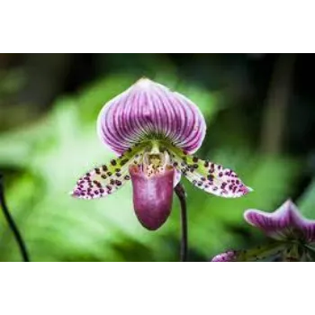 Common Orchid Flowers