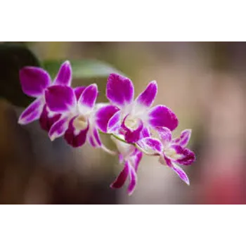 Natural Orchid Flowers