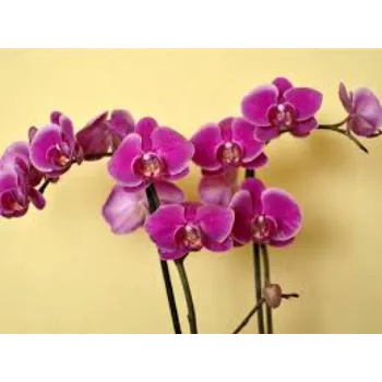 Organic Orchids Flowers Manufacturer