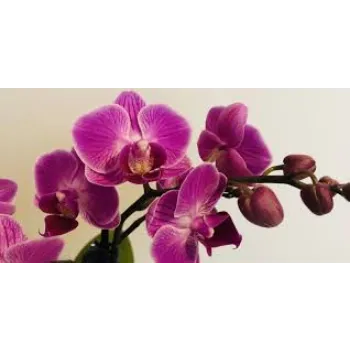 Fresh Orchids Flowers Exporter