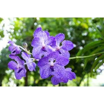 Natural Orchids Flowers