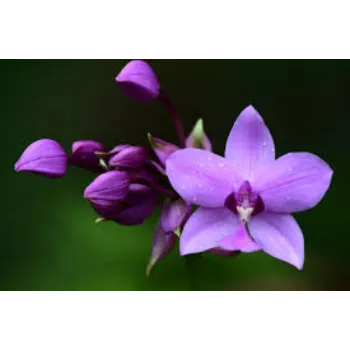 Fresh Orchid  Flower