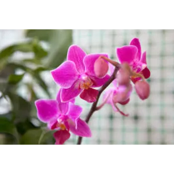 Organic  Orchid Flower