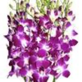Natural   Orchid Flower
