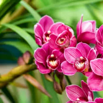 Natural Orchid Flower