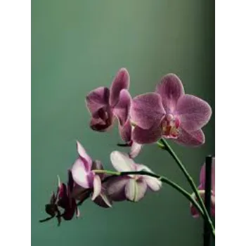 Organic Orchid Flower