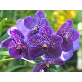 Natural  Orchid Flower