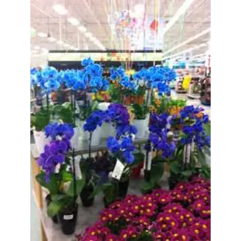 Orchids