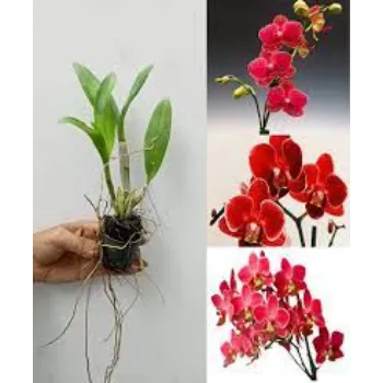 Fresh Orchid Flowers