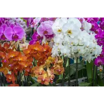 Natural Orhid Flowers