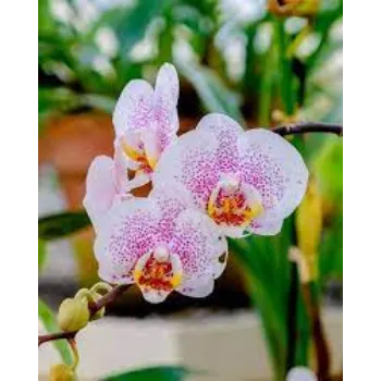 Organic Orchid Flowers