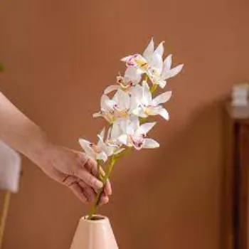 Natural Orchid Flowers