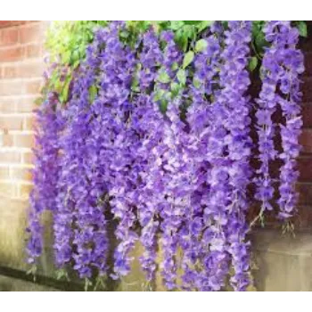 Organic Orchid Flowers