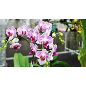 Orchids Flower Manufacturer