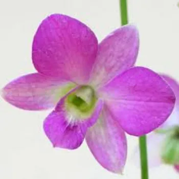 Fresh Orchids Flower Manufacturer