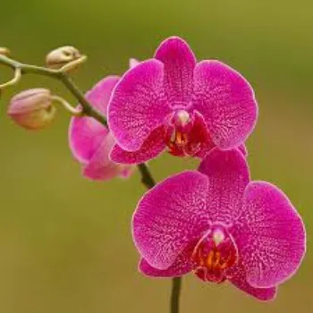 RAJESWARI NURSERY Orchids