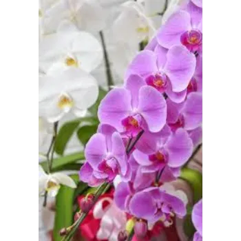 Fresh Orchids