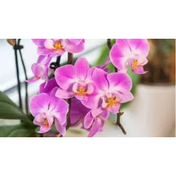 Fresh Orchids