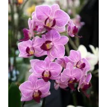 Fresh Orchids