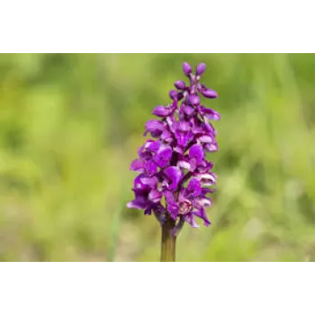 Fresh Orchids