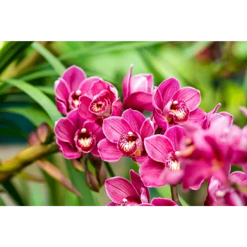 Fresh Orchids