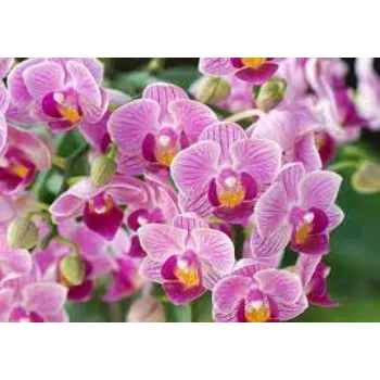 Natural Orchids.