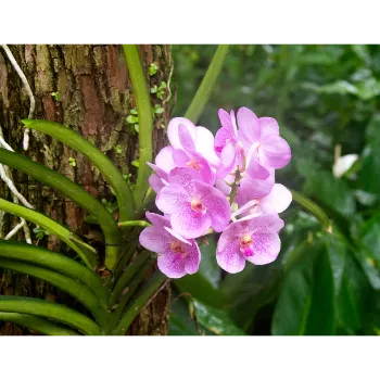 Pink Orchids