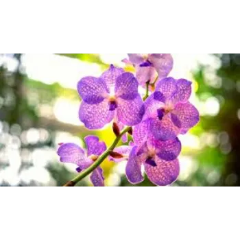 Fresh Orchid Flowers Exporter