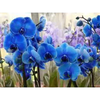Common Orchids Flower Exporter