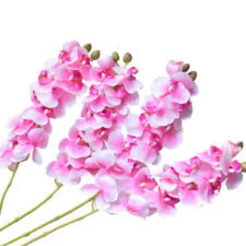 Organic Orchids Flowers Wholesale