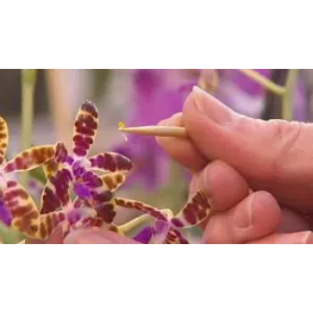 Natural Orchids Flowers Manufacturer