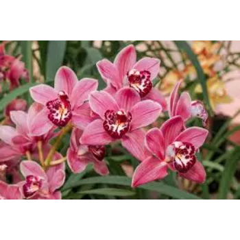 Fresh Orchid Flowers Manufacturer