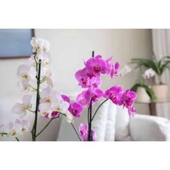 Fresh Orchid Flowers