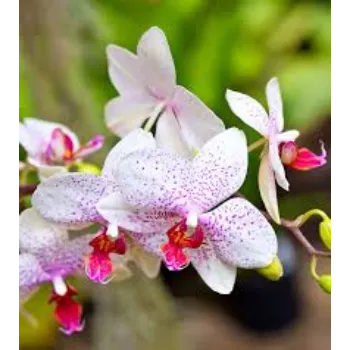 Natural Orchid Flowers Manufacturer