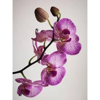 Fresh Orchids Flower Manufacturer