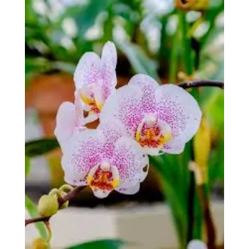 Fresh Orchid Flowers Manufacturer