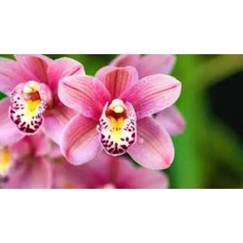 Fresh Orchids Flowers Manufacturer