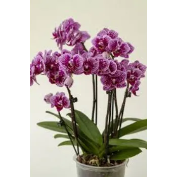 Fresh Orchids Flower Manufacturer