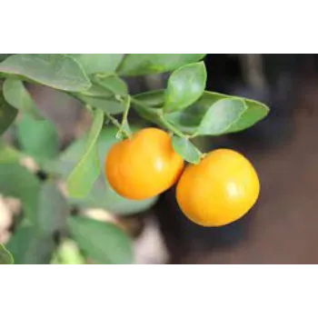 Organic orange plant Manufacturer